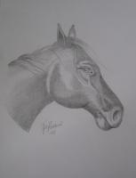 Head Of Horse - Graphite Drawings - By Ida Kecklund, Animal Drawing Artist