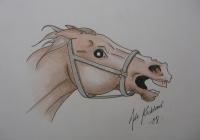 Scared Horse - Colour Pens Drawings - By Ida Kecklund, Animal Drawing Artist