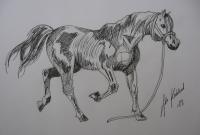 On The Run - Ink Drawings - By Ida Kecklund, Animal Drawing Artist