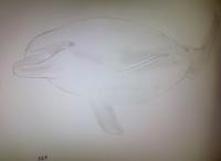 Dolphin Attempt 02 - Photographs And Pencils Drawings - By Gideon-Aaron Thompson, Pencil Copyist Drawing Artist