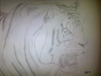 Tiger Attempt - Photographs And Pencils Drawings - By Gideon-Aaron Thompson, Pencil Copyist Drawing Artist
