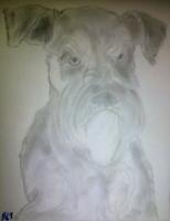 Schnauzer Attempt - Photographs And Pencils Drawings - By Gideon-Aaron Thompson, Pencil Copyist Drawing Artist