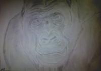 Silverback Gorilla Attempt - Photographs And Pencils Drawings - By Gideon-Aaron Thompson, Pencil Copyist Drawing Artist