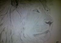Lion Attempt - Photographs And Pencils Drawings - By Gideon-Aaron Thompson, Pencil Copyist Drawing Artist