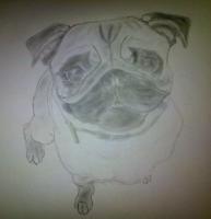 Pug Attempt 02 - Photographs And Pencils Drawings - By Gideon-Aaron Thompson, Pencil Copyist Drawing Artist