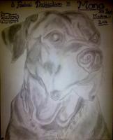 Bullmastiff Attempt - Photographs And Pencils Drawings - By Gideon-Aaron Thompson, Pencil Copyist Drawing Artist