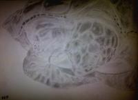 Green Turtle Attempt - Photographs And Pencils Drawings - By Gideon-Aaron Thompson, Pencil Copyist Drawing Artist