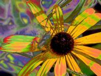 Bug Eyed Susan - Digital Photography - By Carol Miller, Abstract Photography Artist