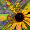 Bug Eyed Susan - Digital Photography - By Carol Miller, Abstract Photography Artist