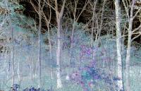 Bizarre Woodland - Digital Photography - By Carol Miller, Abstract Photography Artist