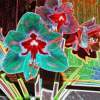 Amaryllis - Digital Photography - By Carol Miller, Abstract Photography Artist