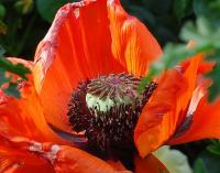 Poppy - Digital Photography - By Carol Miller, Nature Photography Artist