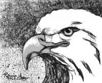 Scribbler Eagle - Photograph Drawings - By Patricia Anne Mccarty, Nature Drawing Artist