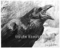 Screamin Raven - Graphite  Charcoal Drawings - By Dian Vandervolgen, Realism Drawing Artist