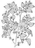 Australian Bush Plant Usage - Mistletoe Tree - Exocarpus Latifolius - Pen And Ink