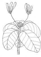 Fish-Plate Shrub - Guettarda Speciosa - Pen And Ink Drawings - By William Ivinson, Black And White Line Art Drawing Artist