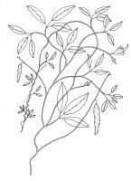 Potato Bean - Phaseolus Adenanthus - Pen And Ink Drawings - By William Ivinson, Black And White Line Art Drawing Artist