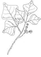 Coral Tree - Erythrina Variegata Var Orientalis - Pen And Ink Drawings - By William Ivinson, Black And White Line Art Drawing Artist