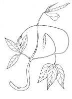 Medicine Bean  - Vigna Vexillata - Pen And Ink Drawings - By William Ivinson, Black And White Line Art Drawing Artist