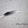 Single Feather - Digital Photography Photography - By Jennifer Faust, Nature Photography Photography Artist
