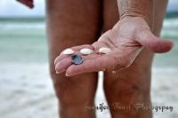 Shelled Hands - Digital Photography Photography - By Jennifer Faust, Nature Photography Photography Artist