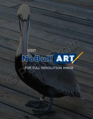 Bird Life - Stare - Digital