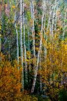 Landscapes - Sleeping Aspen - Giclee On Canvas