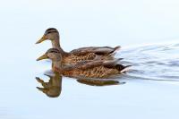 Mallard Pair - Photographic Paper Photography - By James Ribniker, Nature Photography Artist