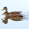 Mallard Pair - Photographic Paper Photography - By James Ribniker, Nature Photography Artist