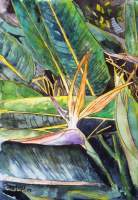 Bird Of Paradise - Water Color Paintings - By Derek Mccrea, Impressionism Painting Artist