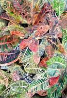 Croton Plant - Watercolor Paintings - By Derek Mccrea, Realism Painting Artist