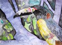 Toucan Bird - Water Color Paintings - By Derek Mccrea, Realism Painting Artist