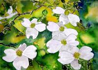 Dogwood Tree Flowers - Water Color Paintings - By Derek Mccrea, Realism Painting Artist