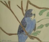 Blu Parakeet - Pencil Colored Pencils Drawings - By Seth Reid, Free Hand Drawing Artist