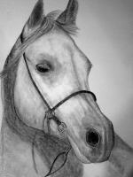 Horse Drawings - Sonny - Pencil