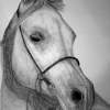Sonny - Pencil Drawings - By Donald Penwell, Drawing Drawing Artist
