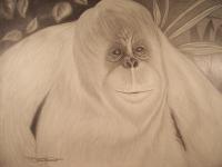 Orangutang Dreams - Graphite Pencils Drawings - By Bridget Davidson, Black And White Drawing Artist
