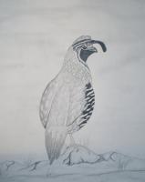 Pheasant - Graphite Pencils Drawings - By Bridget Davidson, Black And White Drawing Artist