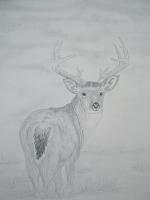White Tail Deer - Graphite Pencils Drawings - By Bridget Davidson, Black And White Drawing Artist