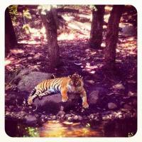 Resting Tiger - Digital Photography - By Kelly Isle, Nature Photography Artist