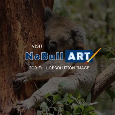 Book 1 - Koala Nap - Digital