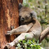 Koala Nap - Digital Photography - By Kelly Isle, Nature Photography Artist