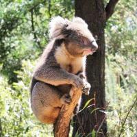 Koala 1 - Digital Photography - By Kelly Isle, Nature Photography Artist