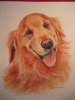 Golden Retriever - Watercolor Paintings - By Sarah Bent, Portrait Painting Artist