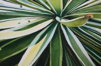 Agave - Watercolor Paintings - By Sarah Bent, Realism Painting Artist