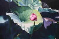 Lilybud II - Watercolor Paintings - By Sarah Bent, Realism Painting Artist