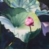 Lilybud II - Watercolor Paintings - By Sarah Bent, Realism Painting Artist