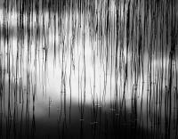 Photography - Water And Reeds - Original Photograph