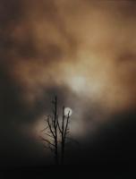 Sun Tree And Fog - Original Cibachrome Photograph Photography - By Scott Shaver, Minimalism Photography Artist
