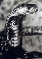 Cobra - Charcoal Pencil On Paper Drawings - By Sean King, Realism Drawing Artist